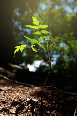 young green tree closeup nature background