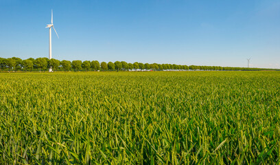 Green wheat in an agricultural field in the countruside in sunlight below a blue sky in spring