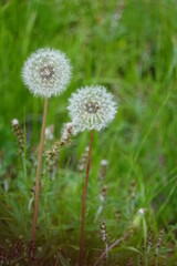 タンポポの綿毛