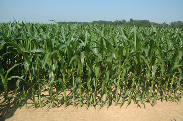 Agriculture : champs de maïs sur pied.