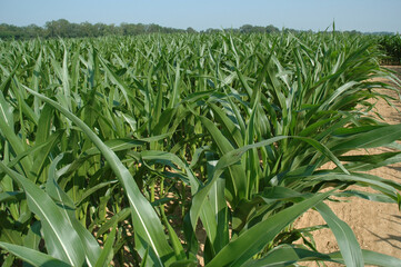 Obraz premium Agriculture : champs de maïs sur pied.