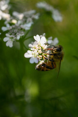 honeybee
