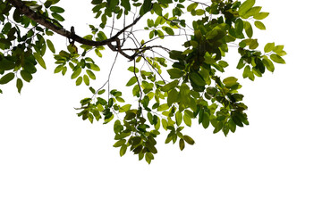 green leaves isolated on white background