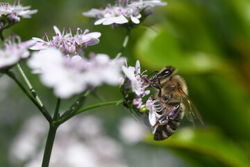 honeybee