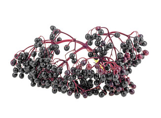 Sambucus (Elder or Elderberry) isolated on a white background. Elderberries on red twig. Black...