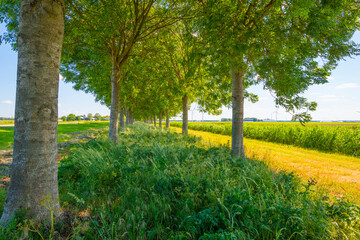 Fototapeta na wymiar Double line of trees with a lush green foliage in a grassy green field along a countryside road in sunlight in spring