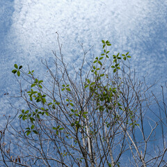 tree branch against beautiful blue sky and clouds