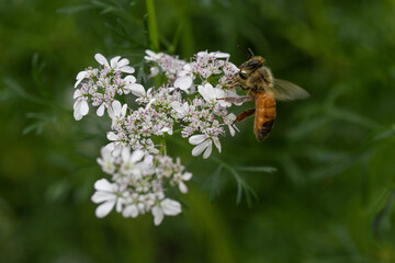 honeybee
