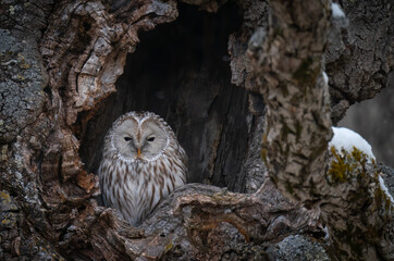 A close-up shot of a Great Gray Ural owl perches inside a tree-hole in Hokkaido, Japan