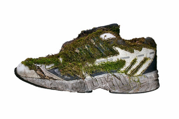 Old sneakers covered with moss on a white background.