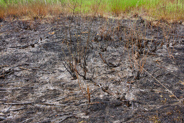 After wildfire with dust and ashes..Global warming, save planet, protect forests, conserve environment concept background.