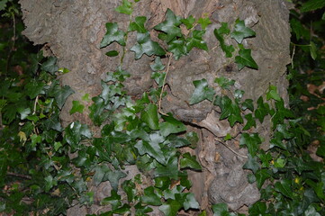 Leaf-plant-wheat-branch