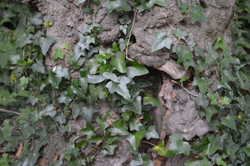 Leaf-plant-wheat-branch