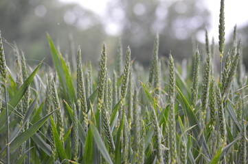 Leaf-plant-wheat-branch