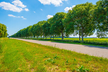 Fototapeta na wymiar Double line of trees with a lush green foliage in a grassy green field along a countryside road in sunlight in spring