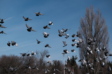 Flock of birds swarming on blue sky.