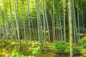 Fototapeta na wymiar Bamboo Forest in Arashiyama, Kyoto, Japan 