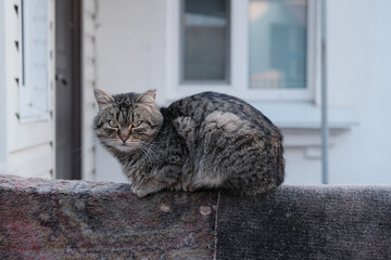 Stray cat on a street paving stone