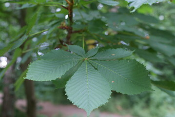 Leaf-plant-wheat-branch