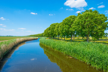 Trees along a canal with reed in a rural area below a blue  sky in sunlight in spring