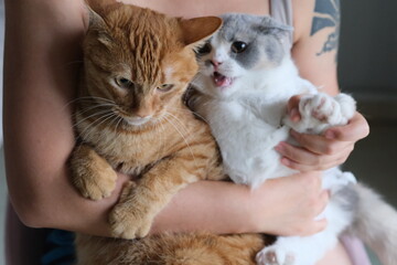 close up a orange cat and a British shorthair cat in owner's arm. blur background