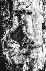 Distressed overlay wooden bark texture, grunge background.