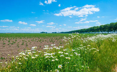 White wild flowers along an agricultural field below a blue sky in sunlight