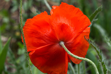 
Beautiful lush red poppy flower close up rear view with blurry background