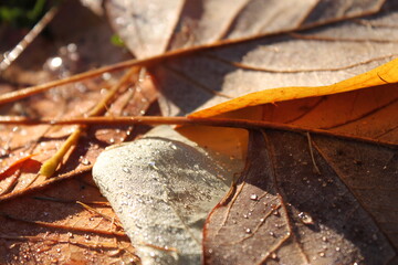 Autumn forest landscapes - golden hour