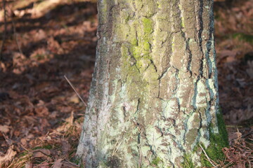 Autumn forest landscapes - golden hour