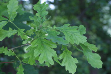 Leaf-plant-wheat-branch