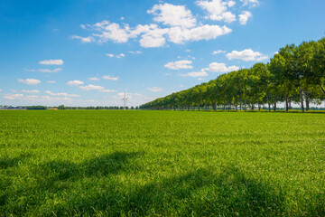 Green crop in an agricultural field in the countruside in sunlight below a blue sky in spring