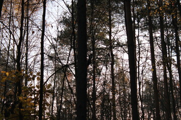 Autumn forest landscapes - golden hour