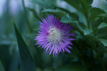 Beautiful lilac cornflower with two ants close-up with leaves