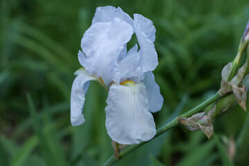 Beautiful white iris flower shot close-up on a background of greenery