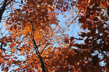 Autumn forest landscapes - golden hour