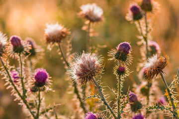 Thistle flowers in summer at sunset