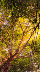 Rayons de soleils qui s'introduit entre les branches de l'arbre