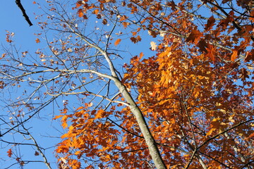 Autumn forest landscapes - golden hour