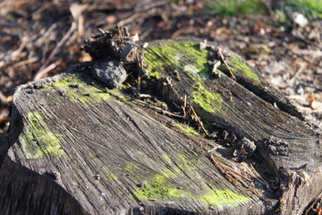 Autumn forest landscapes - golden hour