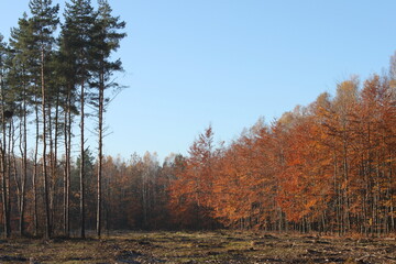 Autumn forest landscapes - golden hour