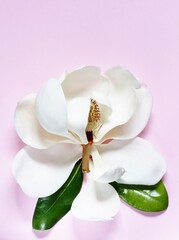 white magnolia background. flowers for postcards. The southern flower of the evergreen magnolia tree. pink background. top view, copy space