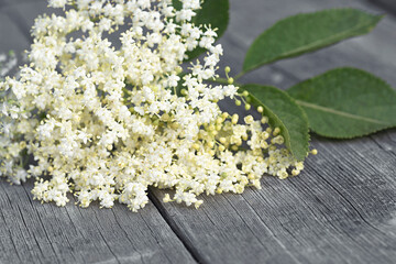 Bloom and leaves of elderflower on a wooden table. Sambucus.