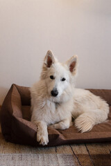 Fototapeta premium White dog laying on dog's bed