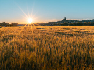 Cereal field at sunset with village in the background