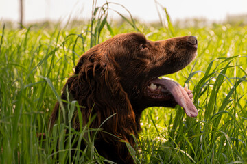 dog in the grass
