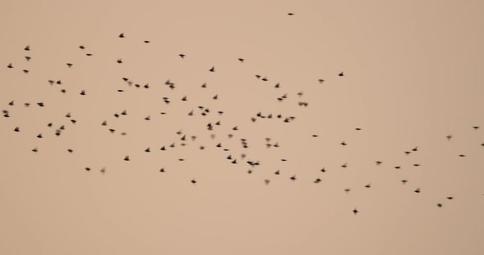&eacute;tourneau sansonnet (sturnus vulgaris) volant en groupe au coucher de soleil