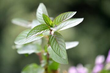 green leaves of mentha on a tree