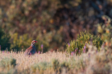 The wild red partridge in the nature, with space for copy text