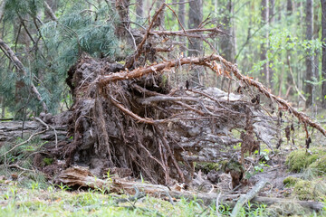 Old fallen tree with roots in the forest.